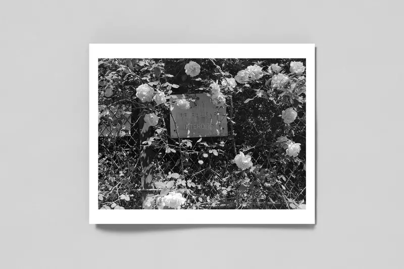 Belleville Artist Edition Series 1