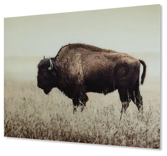 Brutus Framed Canvas Wall Art Print 1