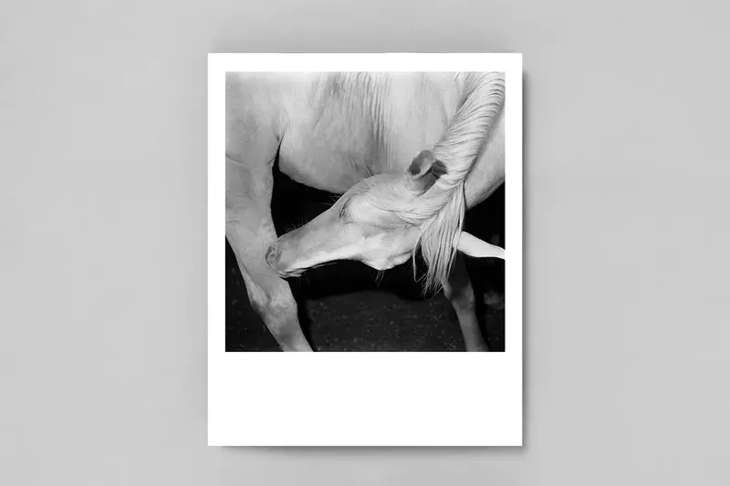 Megalith-Still Artist Edition Photography 1